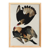 Affiche sur le Caracara du Brésil, d’après une gravure ancienne de 1827.
