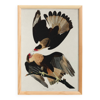 Poster about the Caracara of Brazil, based on an old engraving from 1827.