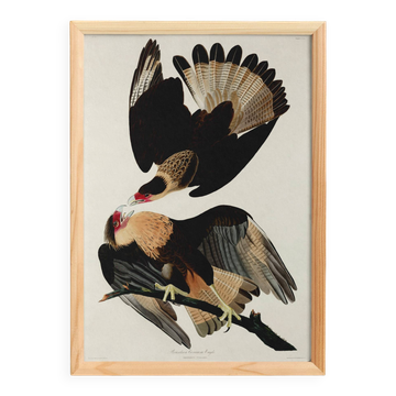 Affiche sur le Caracara du Brésil, d’après une gravure ancienne de 1827.