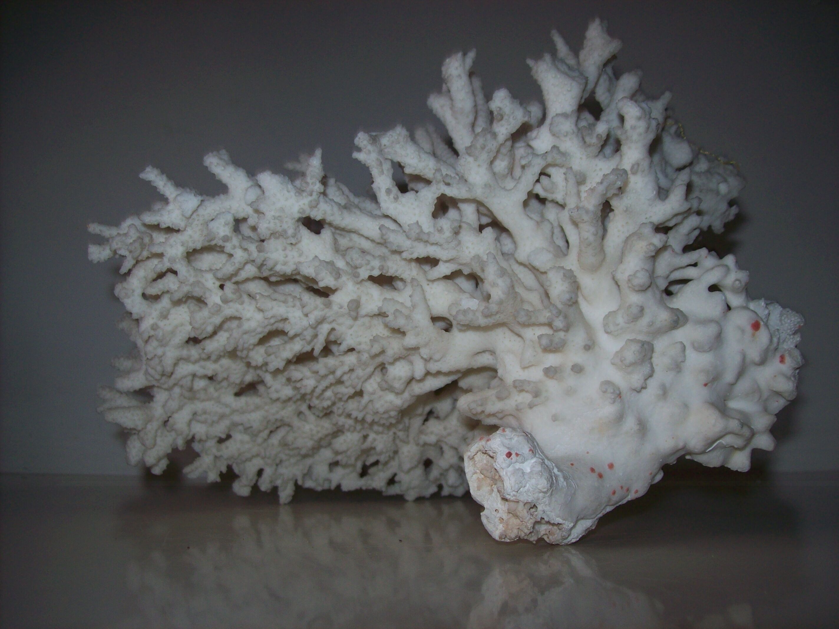 White coral