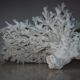 White coral