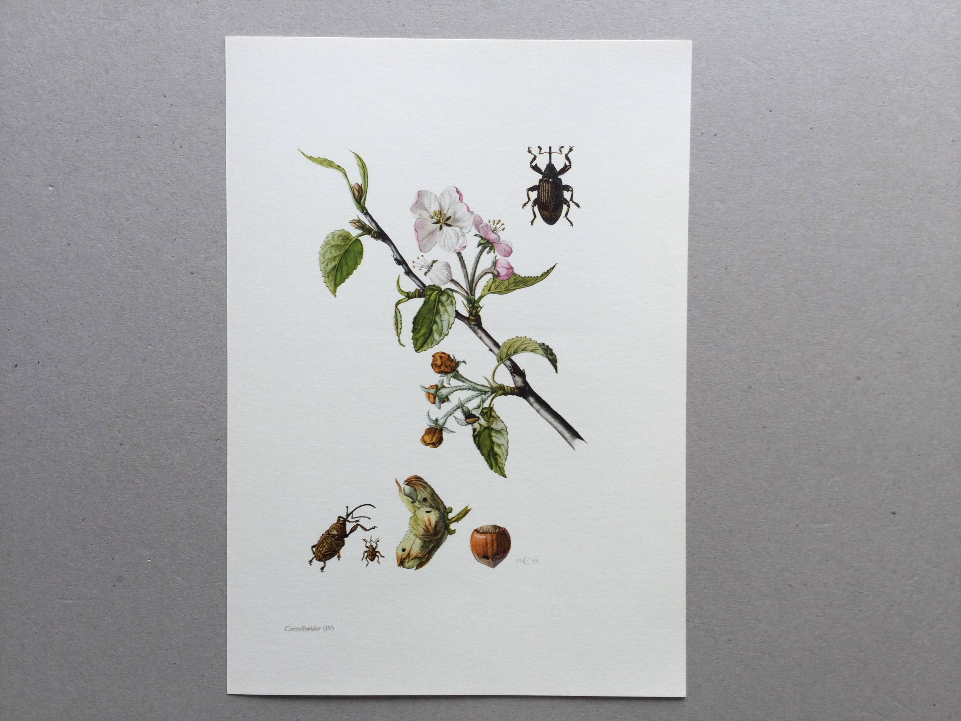 Vintage Insect Print, Old Illustration from the 60s