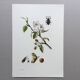 Impression vintage Insecte,  Illustration ancienne année 60