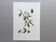 Vintage Insect Print, Old Illustration from the 60s
