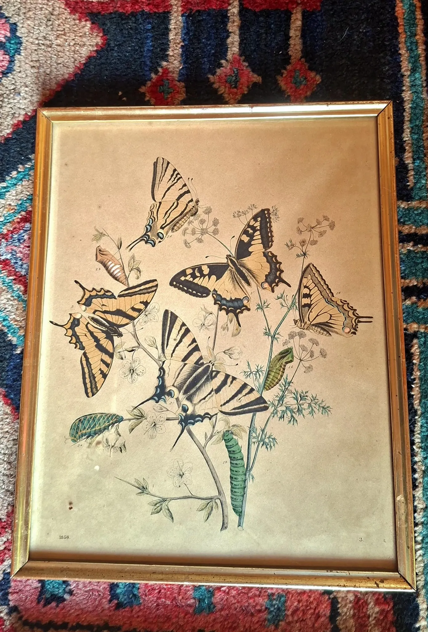 Set of 4 authentic antique naturalist lithographs (circa 1850)