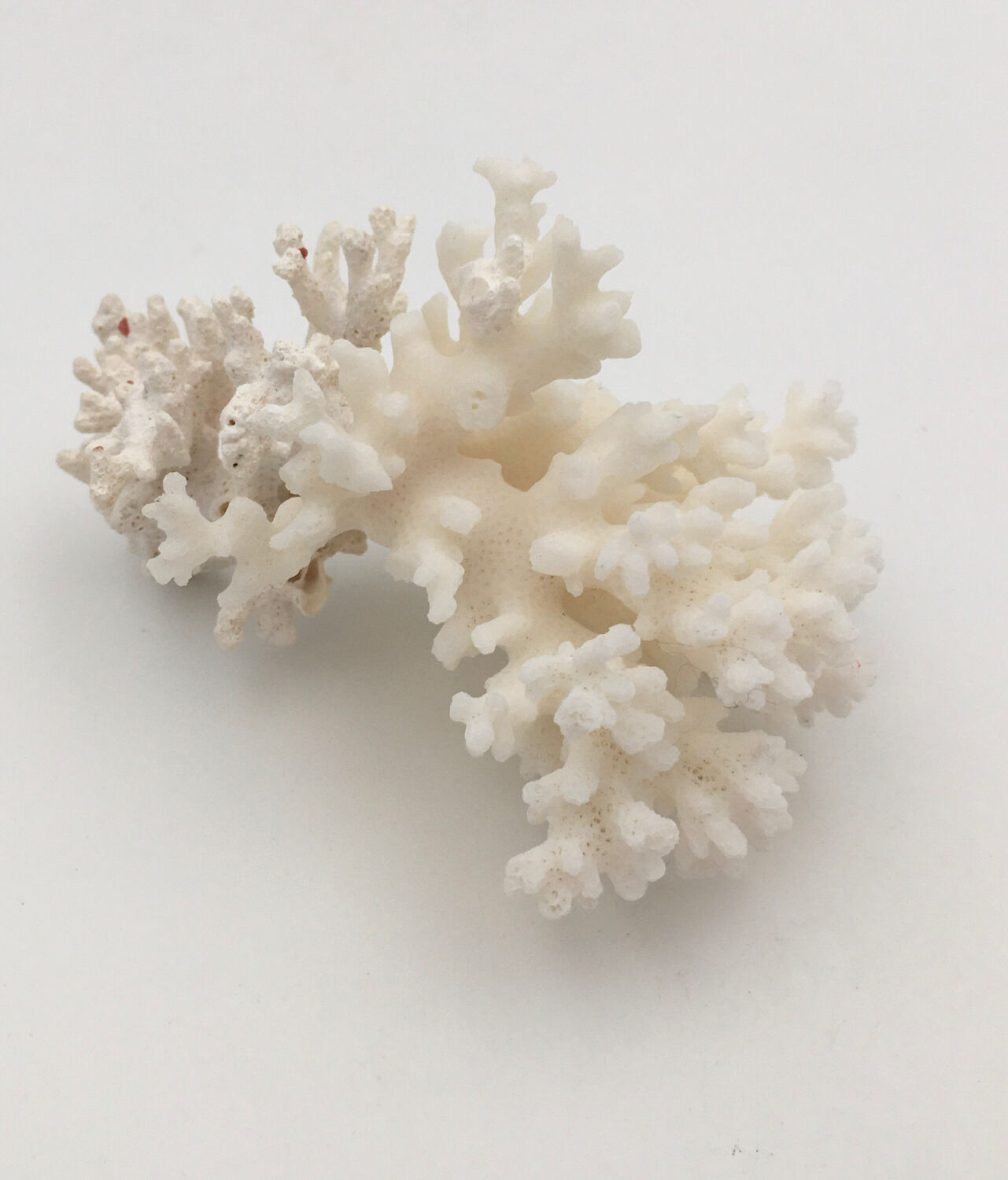 Old branch of white natural coral / 1970s