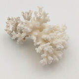 Old branch of white natural coral / 1970s