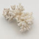Ancienne branche de corail naturel blanc / Années 1970