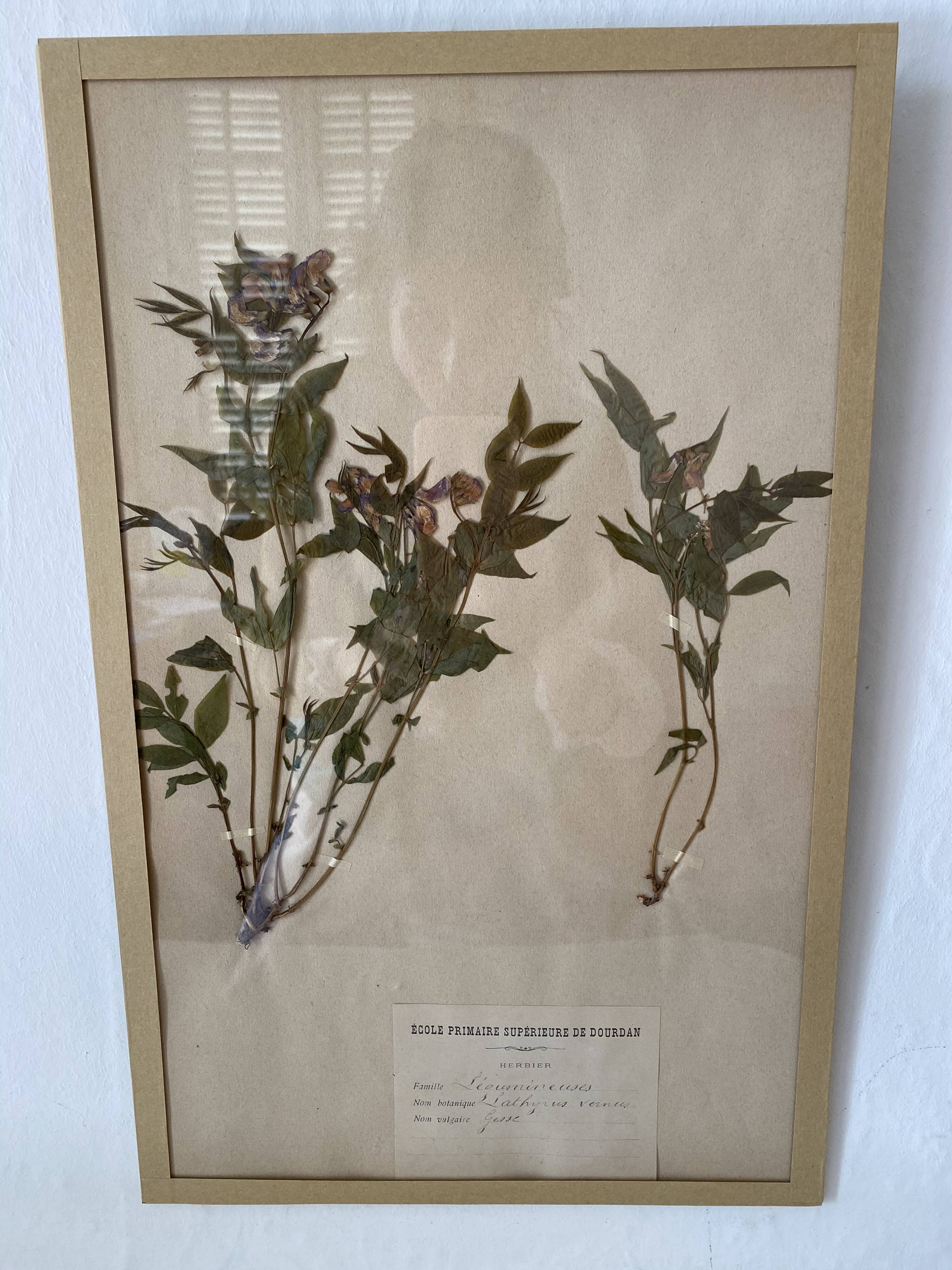 Framed herbarium boards, 1900s