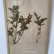 Framed herbarium boards, 1900s