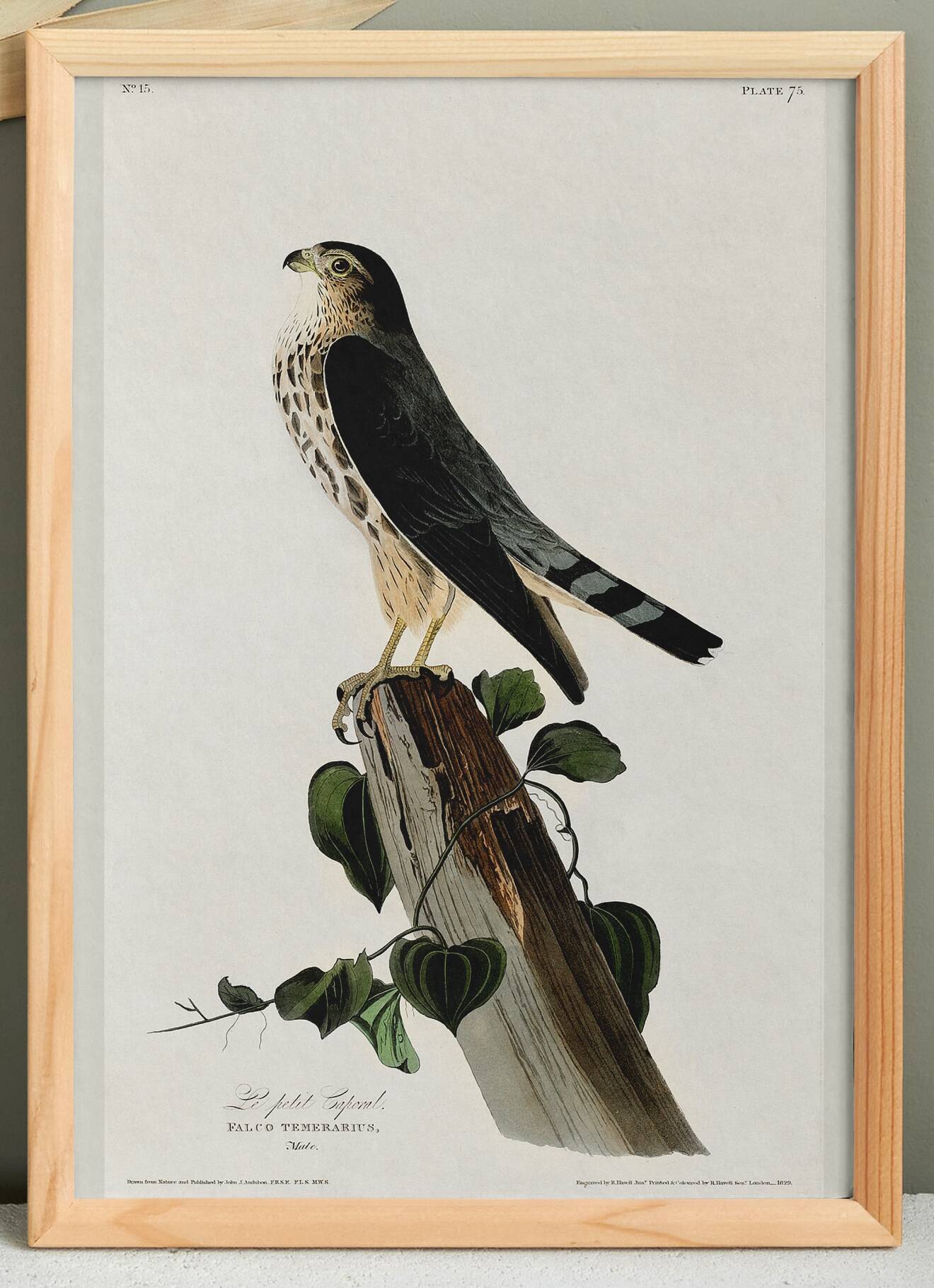 Poster about the Merlin Falcon, based on an old engraving from 1827.