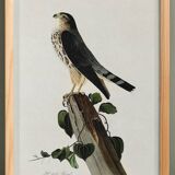 Poster about the Merlin Falcon, based on an old engraving from 1827.
