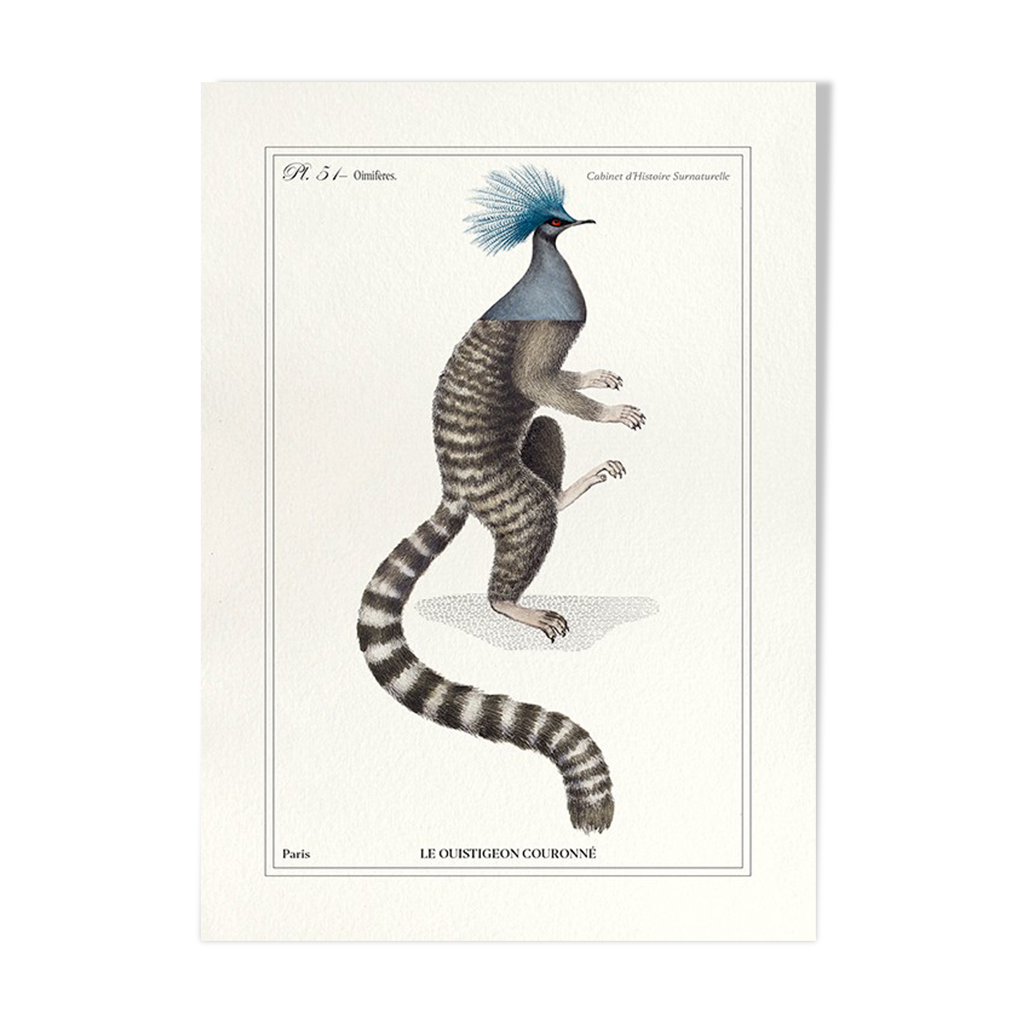 Chimera lithograph engraving animal - the marmoset