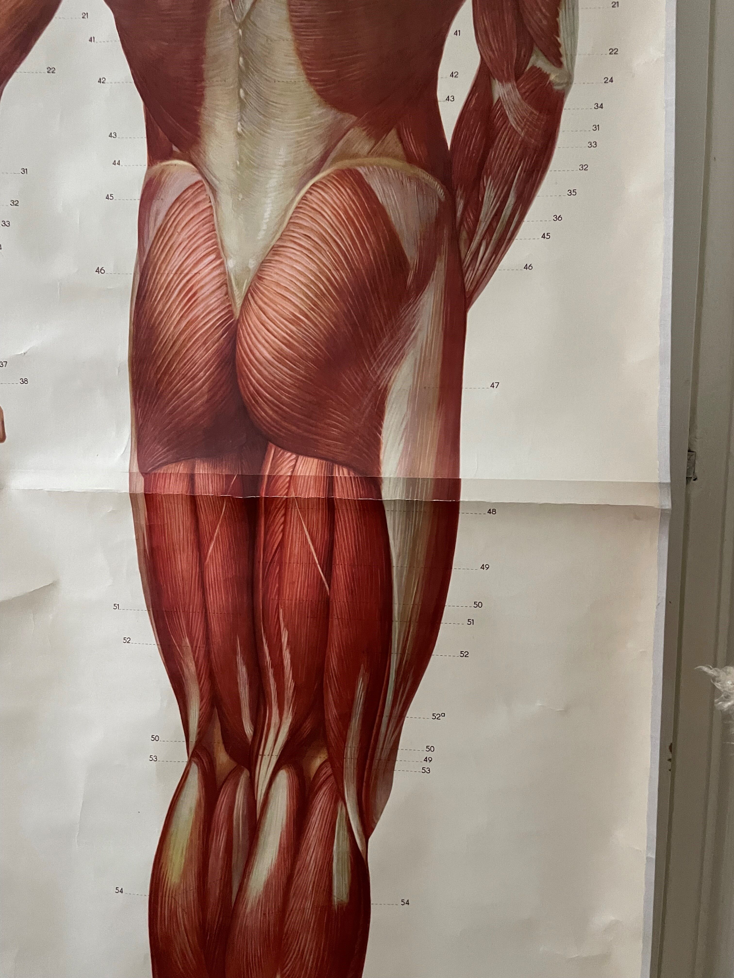 Affiche anatomique du corps humain