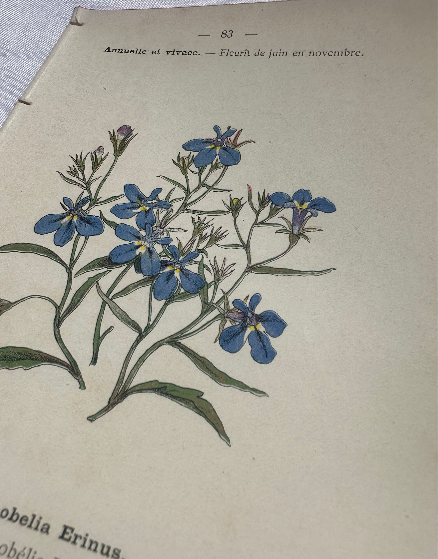 Botanical plate engraving flower 1800 double-sided coloured
