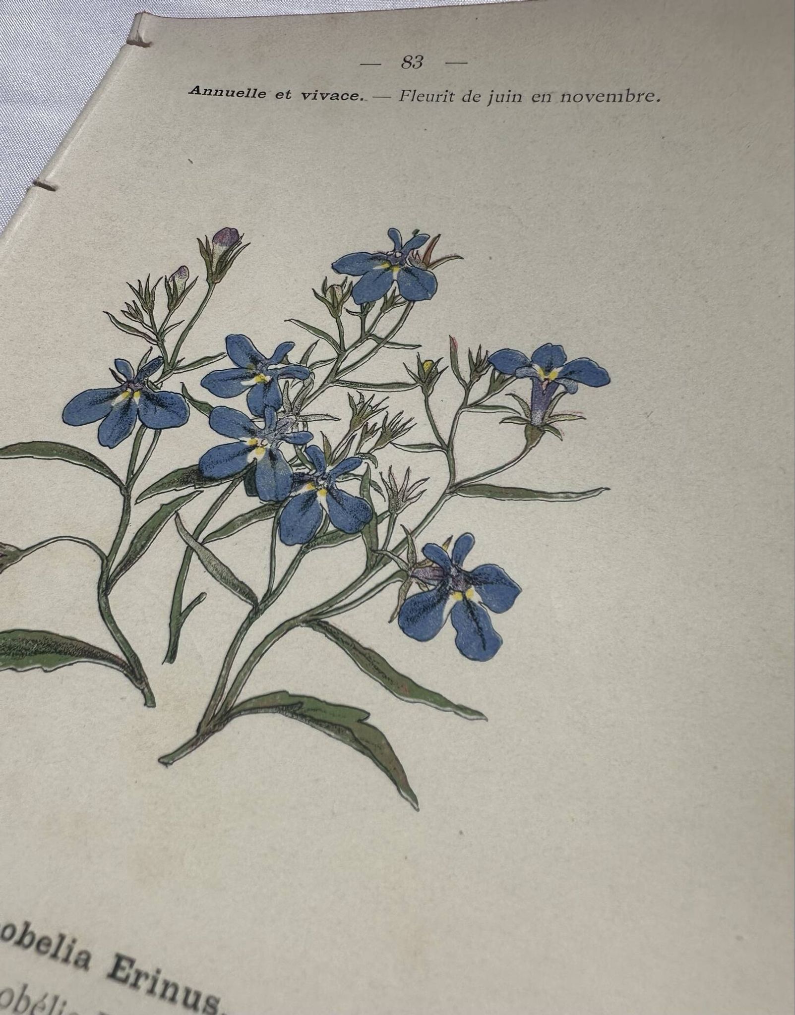 Planche botanique, gravure fleur double face, 1800