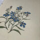 Botanical plate engraving flower 1800 double-sided coloured