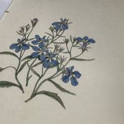 Planche botanique, gravure fleur double face, 1800