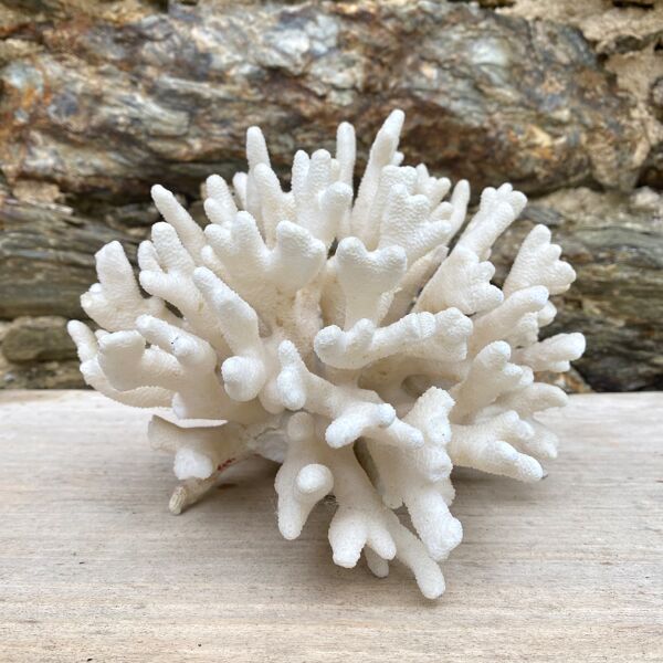 Corail elkhorn, corail corne de cerf