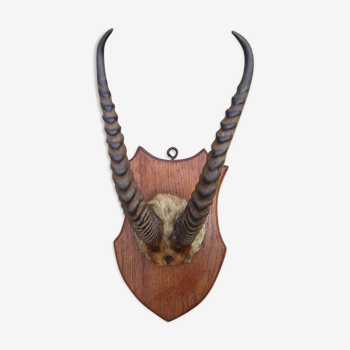 Bubal antelope head