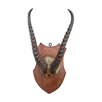 Bubal antelope head