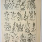 Lithographie ancienne, Plantes méllifères, fleurs, butinage, 1922