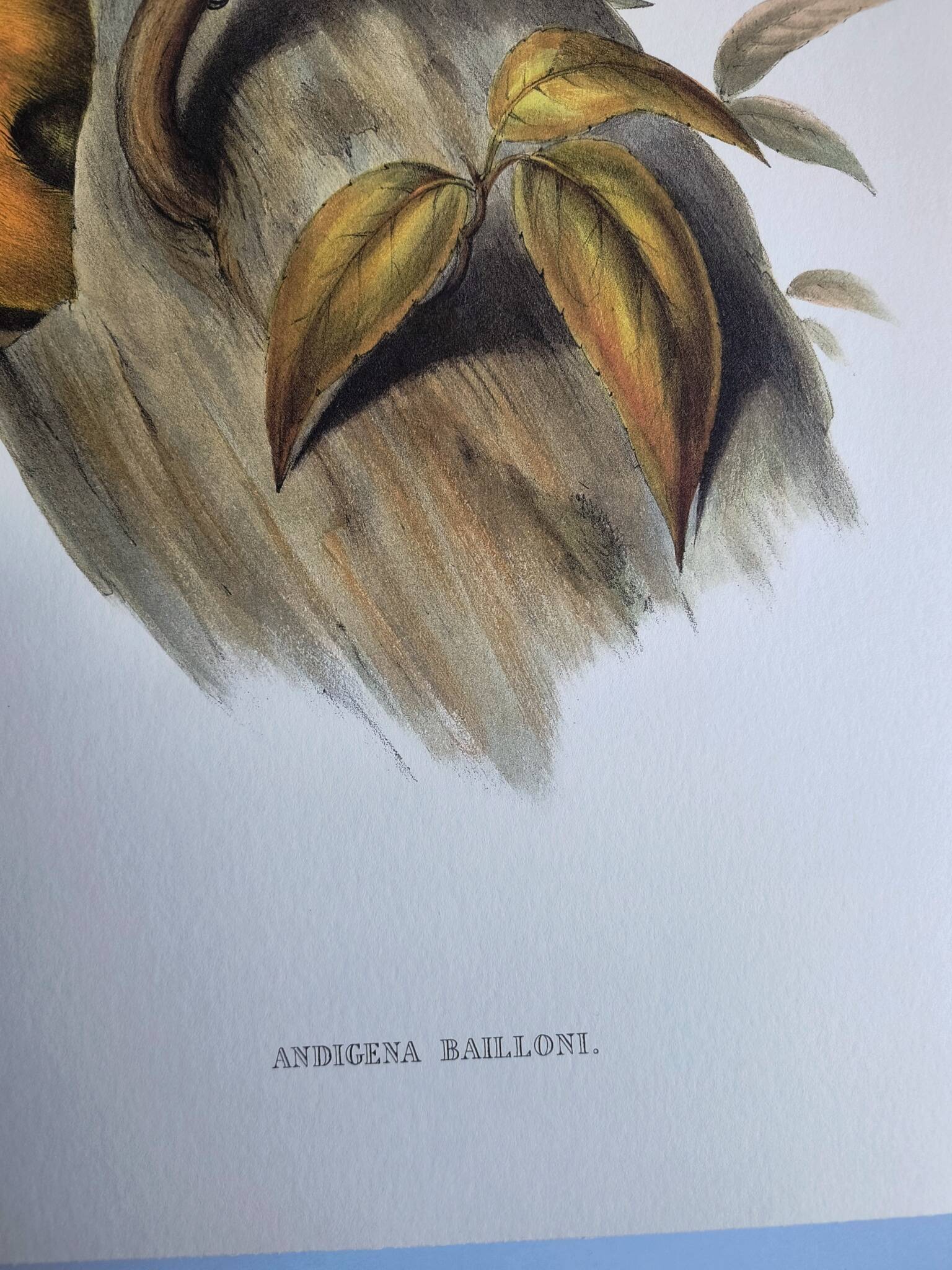 Large Vintage Illustration - Baillon's Toucan by John Gould - Plate
