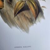 Large Vintage Illustration - Baillon's Toucan by John Gould - Plate