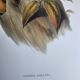 Grande illustration vintage - Toucan de Baillon de John Gould – Planche