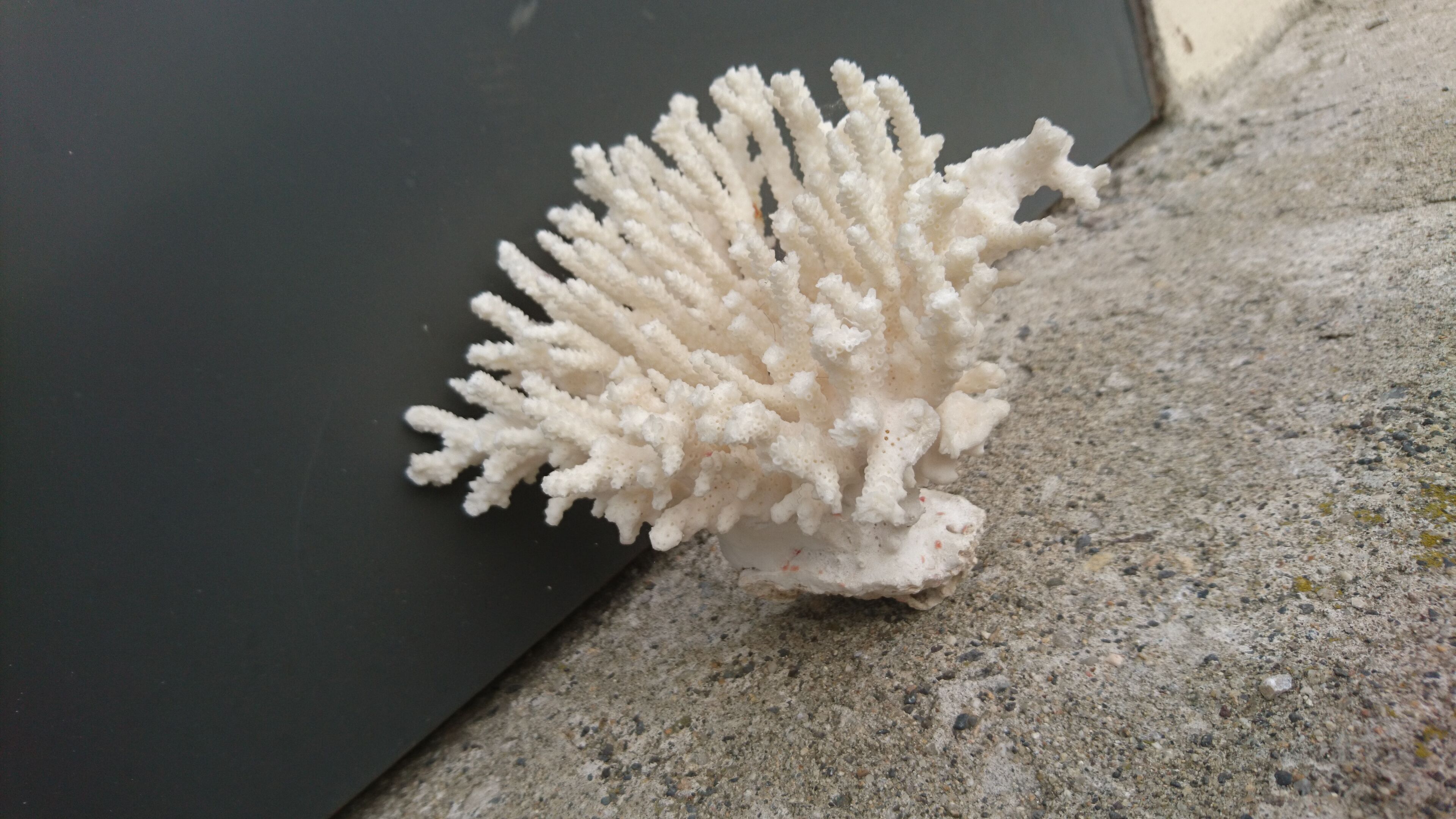 Former coral