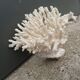 Former coral