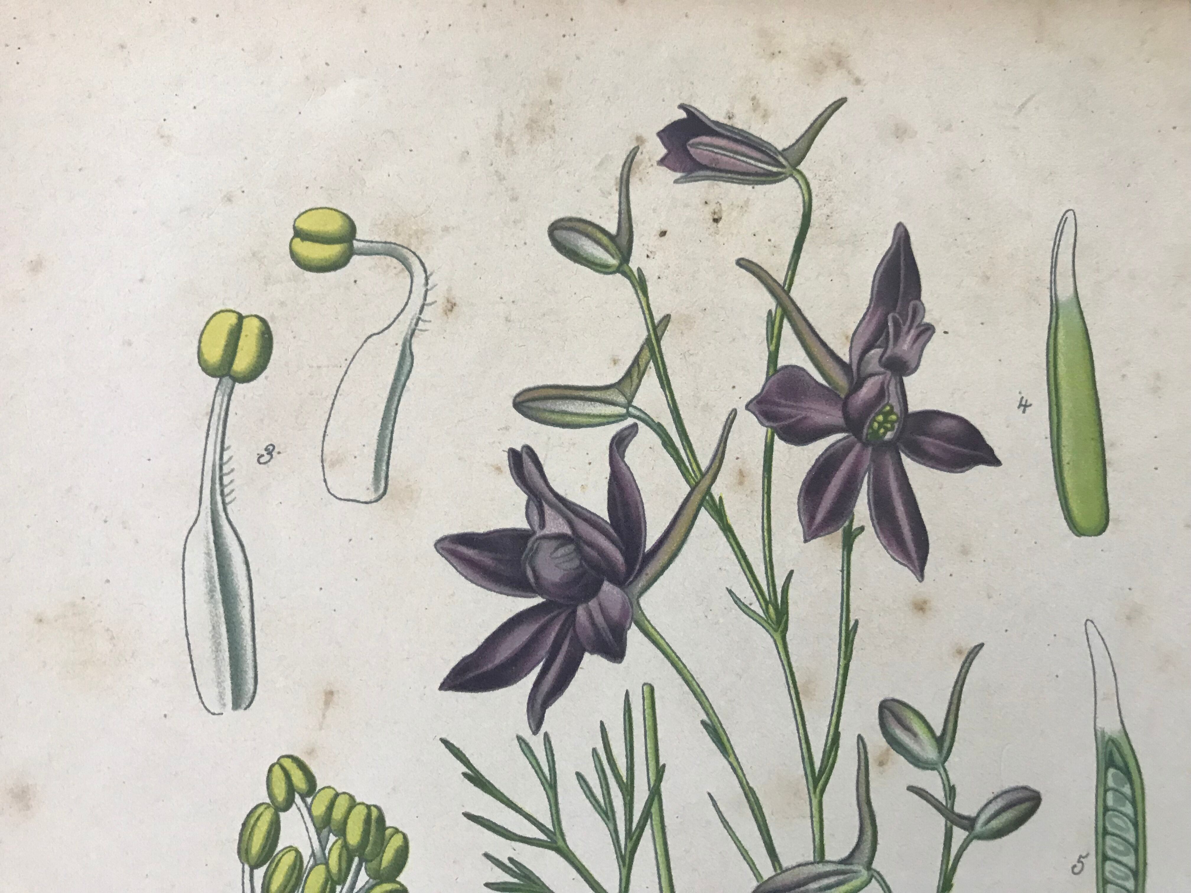 Botanical plates NINETEENTH