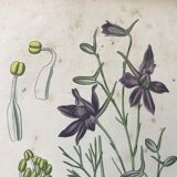 Botanical plates NINETEENTH