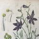 Botanical plates NINETEENTH