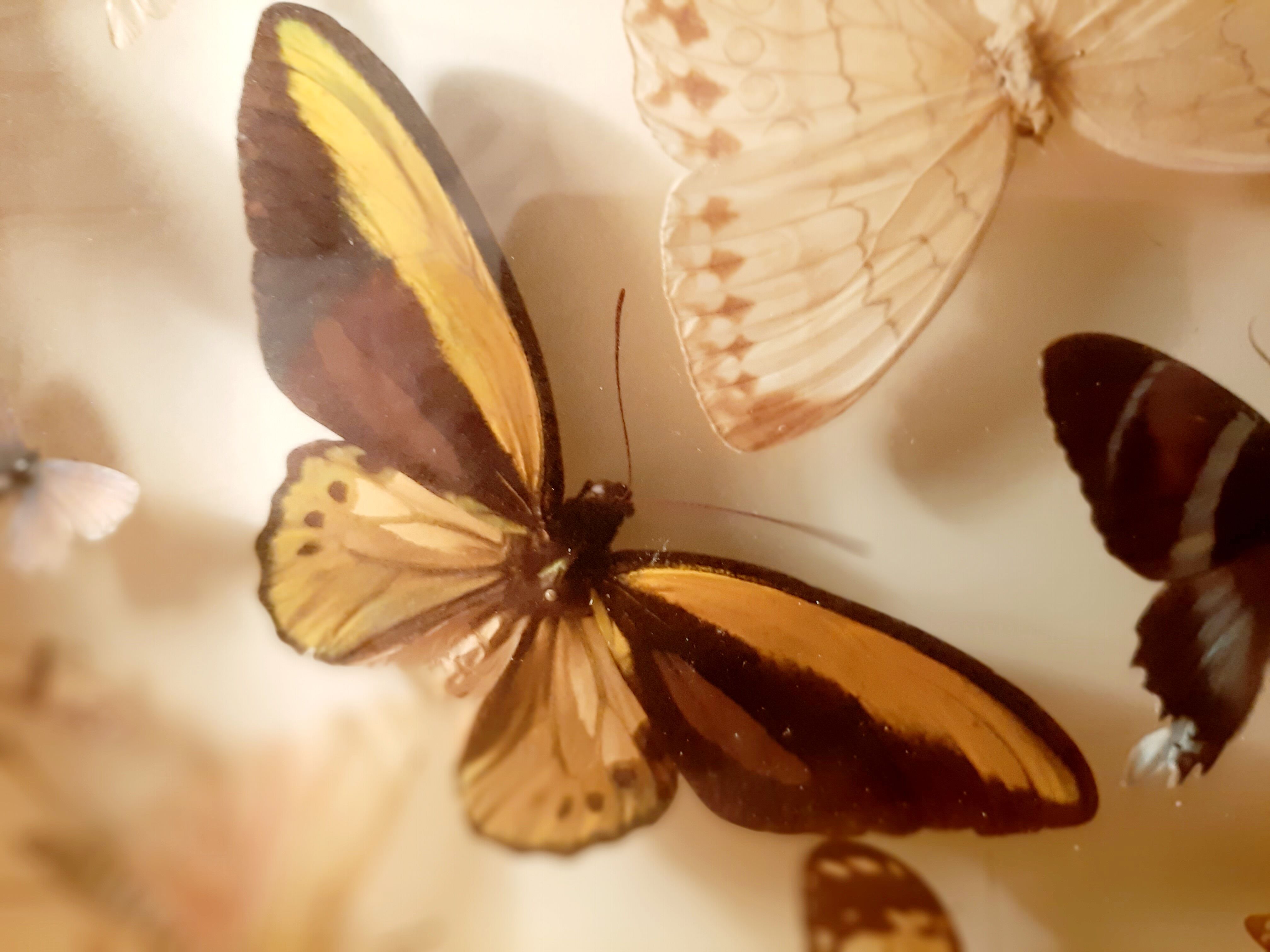 Set of butterflies framed under glass