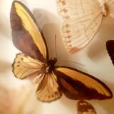 Ensemble de papillons encadrés sous verre