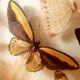 Set of butterflies framed under glass