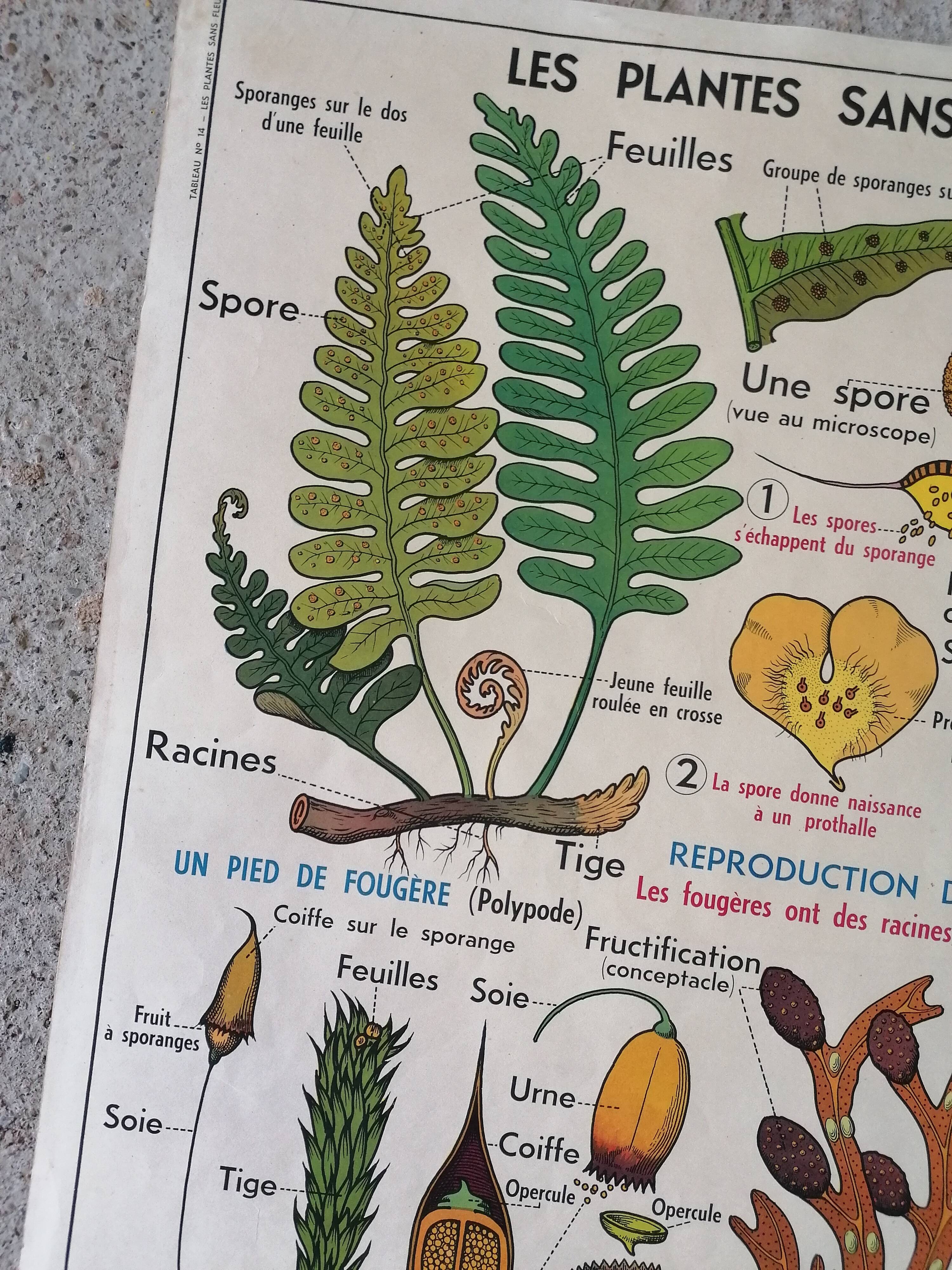 Old MDI school poster: Plants without flowers & Wheat, grasses.