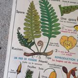 Old MDI school poster: Plants without flowers & Wheat, grasses.
