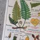 Old MDI school poster: Plants without flowers & Wheat, grasses.