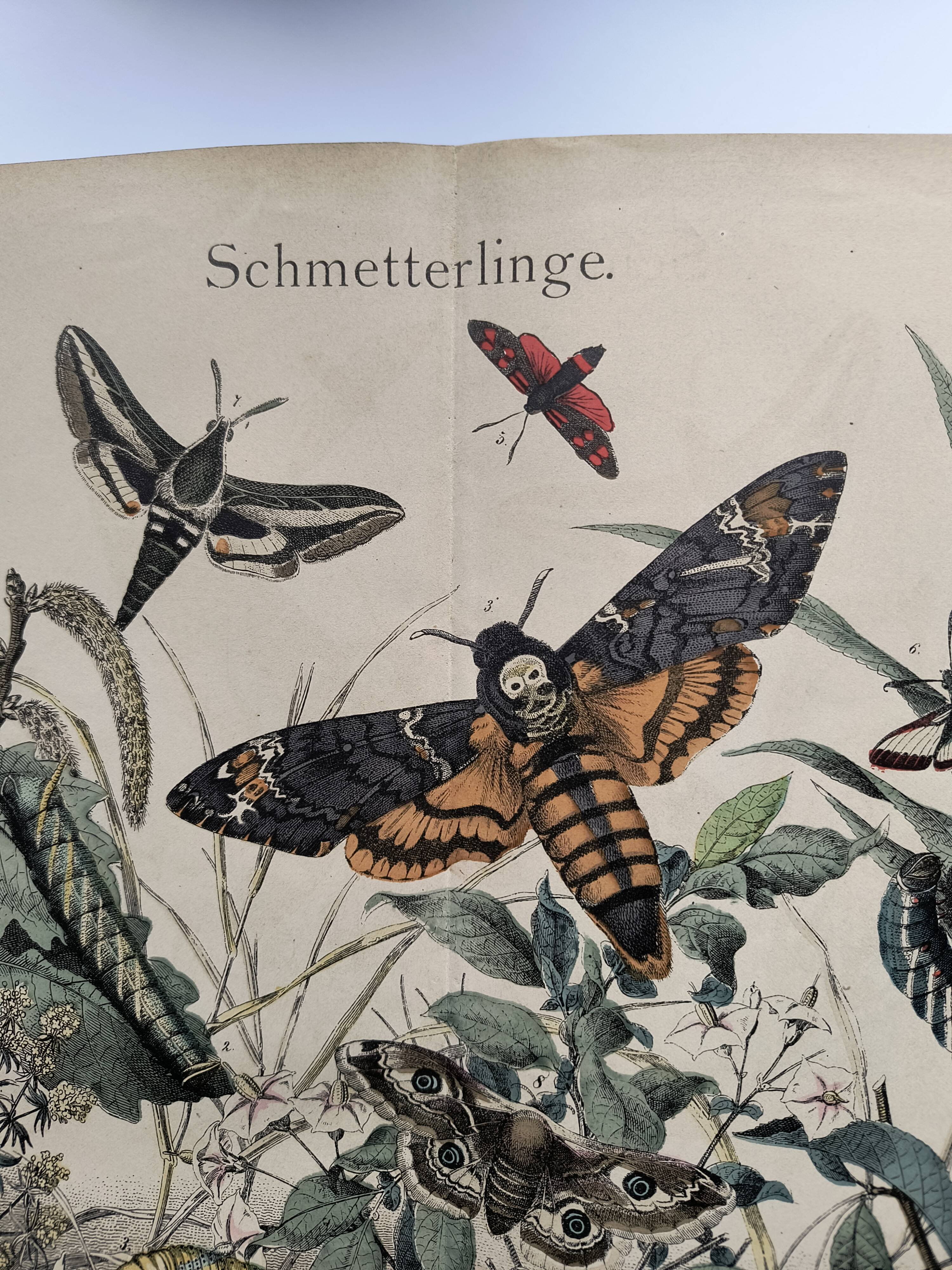 Engraving from 1886 - Sphinx and nocturnal butterflies (2) - Antique lithograph