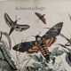 Engraving from 1886 - Sphinx and nocturnal butterflies (2) - Antique lithograph