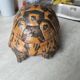 Tortue naturalise