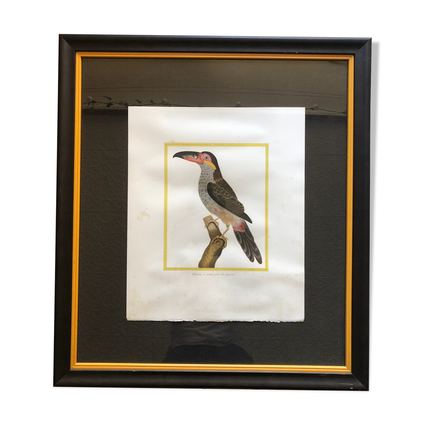 Toucan bird frame