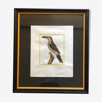 Toucan bird frame