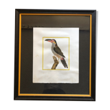 Toucan bird frame