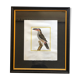 Toucan bird frame