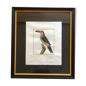 Toucan bird frame