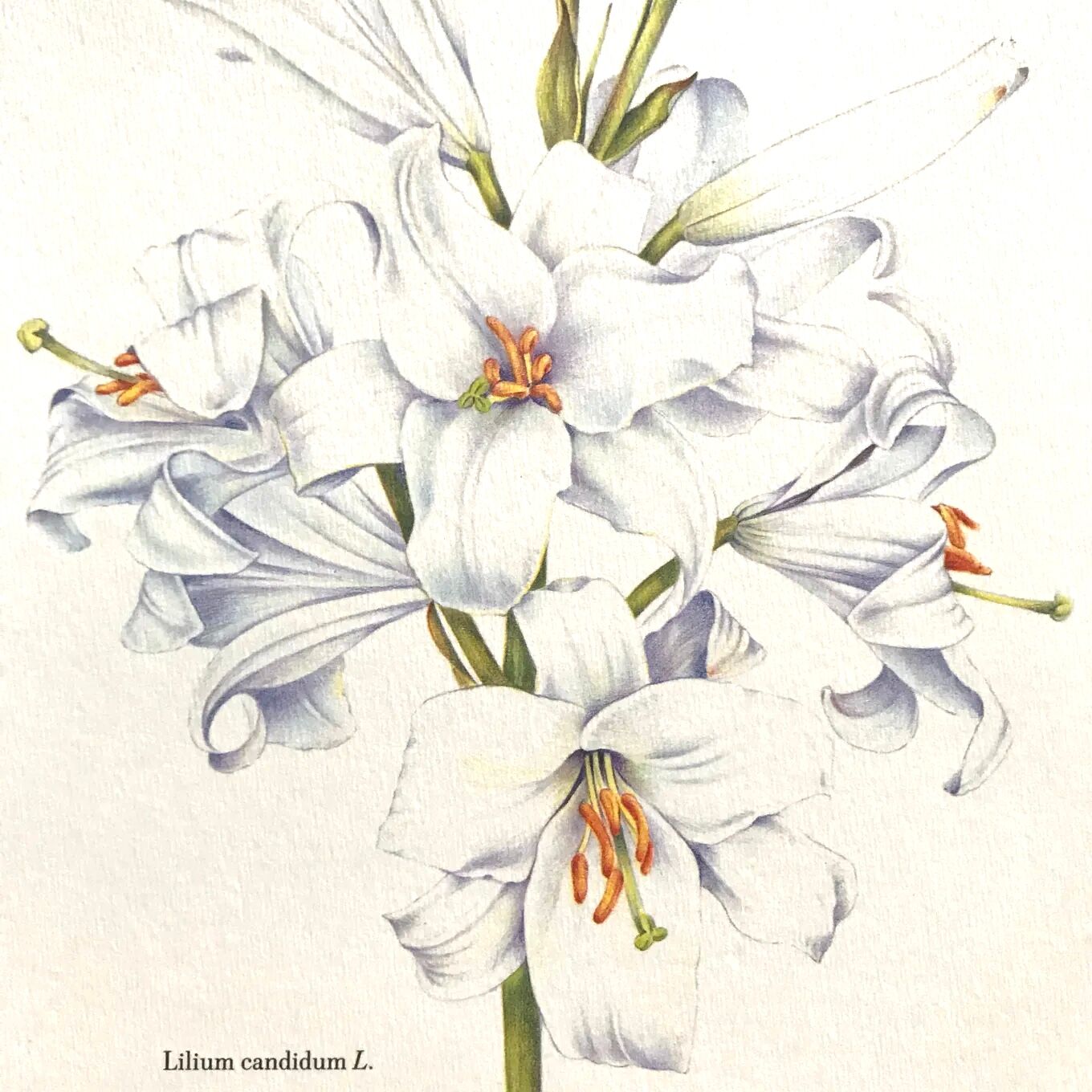 Botanical plate the white lily