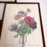 Gravures anciennes fleurs botanique par J.P.Redouté 1759- 1840 encadrés sous verre